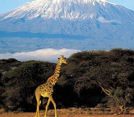 3-Daagse Luxueuze Safari in Amboseli National Park - Photo 4