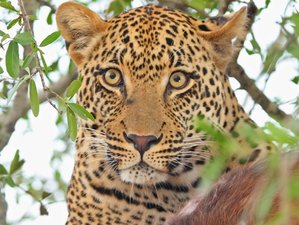 5 Day Fantastic Kenya Safari in Ol Pejeta Conservancy, Lake Nakuru National Park, and Masai Mara