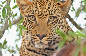 5 Tage Fantastische Safari in Ol Pejeta, Nakuru-See Nationalpark und Masai Mara, Kenia