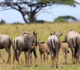 105 Tage Mittelklasse-Safari in Kenia in der Masai Mara, Nakuru und Naivasha - Photo 1