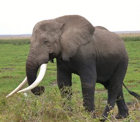 2-Daagse Groeps Budget Tour in Amboseli National Park, Kenia - Photo 2