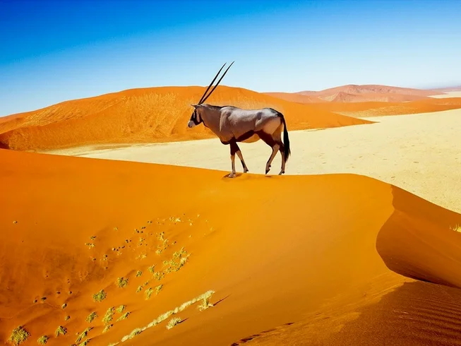11 Day Guided Motorcycle Tour in South Africa & Namibia: Cape to Namib, Namibian Desert Adventure photo 6