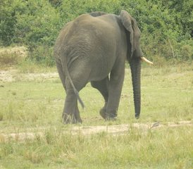 8 Tage Rafting, Nashörner, Gorilla- und Wildtier-Safari in Uganda - Photo 3