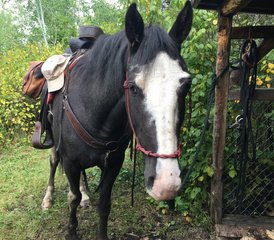 2 Tage Campingabenteuer und Reiturlaub im Riding Mountain National Park, Kanada - Photo 3