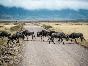 4 Day Grand Migration Safari in Tanzania's Spectacular National Parks