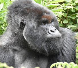 114 jours en stage de safari spectaculaire avec gorilles dans la forêt impénétrable de Bwindi en Ouganda - Photo 1