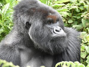 4 jours en stage de safari spectaculaire avec gorilles dans la forêt impénétrable de Bwindi en Ouganda