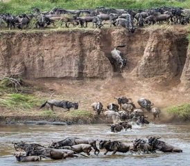 8 Day Best Tanzania Comfort Safari Migration River Crossing and Masai Boma Visit - Photo 4