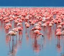 4 Day Amazing Kenya Safari at Maasai Mara National Reserve and Lake Nakuru National Park - Photo 3