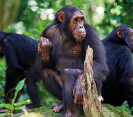 9 Tage Uganda Primaten Tracking und Wildlife Safari in den besten Nationalparks des Landes - Photo 2