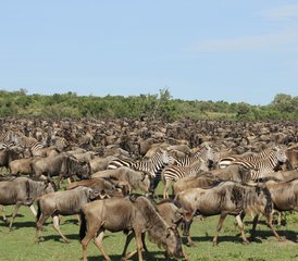 6-Daagse Kenia Safari Tour - Amboseli, Nakuru Meer, en Masai Mara Game Reservaat - Photo 4