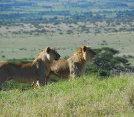 7 días de safari privado emocionante en Kenia - Photo 2
