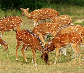 3 Tage Camping Safari im Yala Nationalpark in der Provinz Uva, Sri Lanka - Photo 5