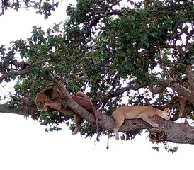 310 Tage Uganda Wild Safari Urlaub - Photo 1