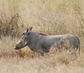 3 Tage Gruppensafari zu den Big Five im Serengeti-Nationalpark und im Ngorongoro-Krater, Tansania - Photo 3
