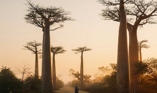 Morondava Retreats & Trips