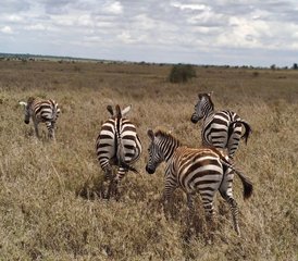 7 Tage Kenia-Safari: Abenteuer in der Tierwelt von Masai Mara, Lake Nakuru, Lake Naivasha und Amboseli - Photo 3