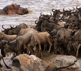 5 Day Masai Mara, Lake Nakuru, and Lake Naivasha Economy Safari Tour in Kenya - Photo 3