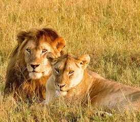 5 jours en stage de safari ultra-luxueux au parc national du Serengeti, Tanzanie - Photo 2