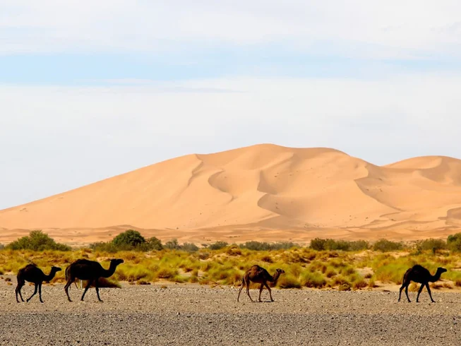 8 Days Guided ‘Surf and Turf’ Motorcycle Tour in Morocco photo 6