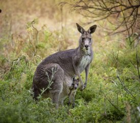42 Tage Great Ocean Road Wildnis Tour von Melbourne nach Adelaide in Australien - Photo 1