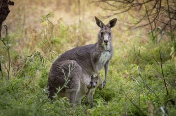 2 días de ruta de fauna salvaje por la Great Ocean Road de Melbourne a Adelaida, Australia