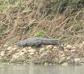 6-Daagse Yoga- en Meditatie-Retraite aan het Meer met Chitwan Wildlife Tour in Nepal - Photo 4