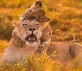 3-Daagse Groepssafari in Maasai Mara, Kenia - Photo 2
