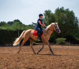 8 Tage Reiturlaub für Spring- und Dressurpferde auf Mallorca, Balearen, Spanien - Photo 4