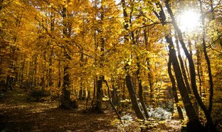 Nacionalen Park Mavrovo Retreats & Trips