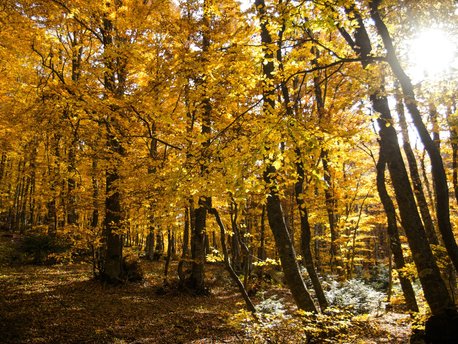 Nacionalen Park Mavrovo