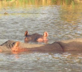 2 Tage Tsavo-Ost-Safari in Kenia - Photo 4