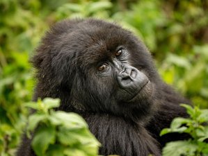 7 Day Rwanda Gorilla Trekking, Golden Monkey Trekking, and Akagera Game Drive Safari Tour