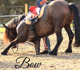 6 Day Horse Riding Training next to Vichy, France - Photo 5