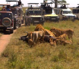 4 jours en stage du meilleur du safari du circuit nord à Tarangire, Serengeti et Ngorongoro, Tanzanie - Photo 5