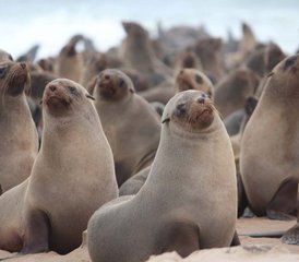 11 días de safari en Namibia con alojamiento incluido - Photo 4