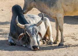 Nagaur Retraites en Reizen