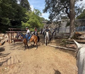 8 jours en stage d’équitation guidée dans l’Istanbul historique et la forêt de Belgrad, Turquie - Photo 5
