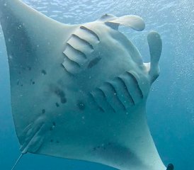 8 jours en stage de yoga et snorkeling aux Maldives - Photo 5