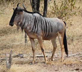 3 jours en stage dans le parc national de Nyerere (ancienne réserve de Selous) en hébergement privé de gamme moyenne en Tanzanie - Photo 3