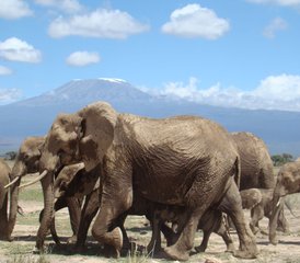 8-Daagse Safari Tour in Amboseli, Tsavo en Mombasa, Kenia - Photo 4