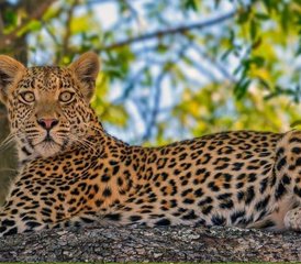 7 Day Affordable Wildlife Adventure Safari in Kenya  - Photo 3