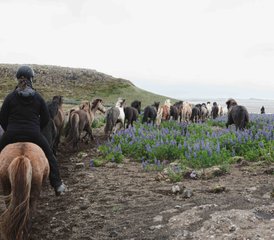 8 Day Mountain and Beach Horse Riding Holiday in Snæfellsnes, Iceland - Photo 5