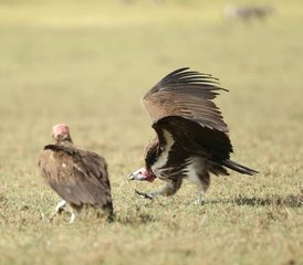 5-Daagse Zanzibar naar Serengeti Privé Safari Migratie en Ngorongoro Wonderen in Tanzania - Photo 5