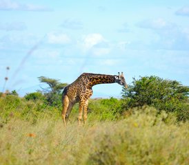 3 Tage Serengeti-Nationalpark und Ngorongoro-Krater Safari in Tansania - Photo 2