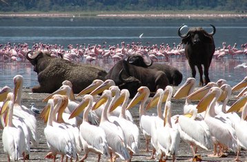 10-Daagse Best of Kenia en Tanzania Safari Avontuur