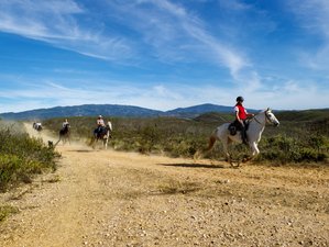 8 Day Beginner Horse Riding Holiday in Algarve, Portugal