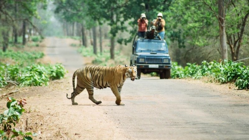 3 Day Jungle Safari Tour in Chitwan National Park, Bagmati Pradesh ...