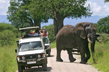3-Daagse Masai Mara Kampeer Safari Gecombineerd met Ballonvaart