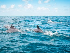 Dolfijnen Spotten